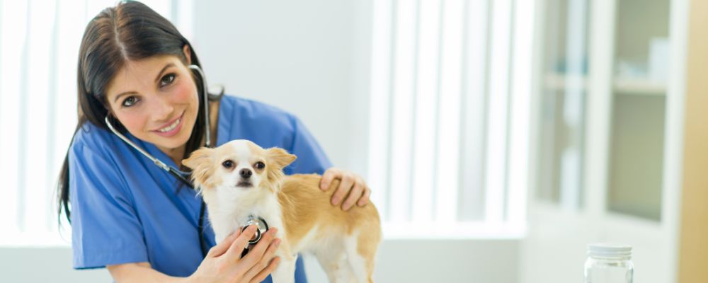 curso de veterinaria